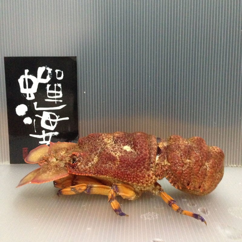 セミエビ様限定 蝉海老
