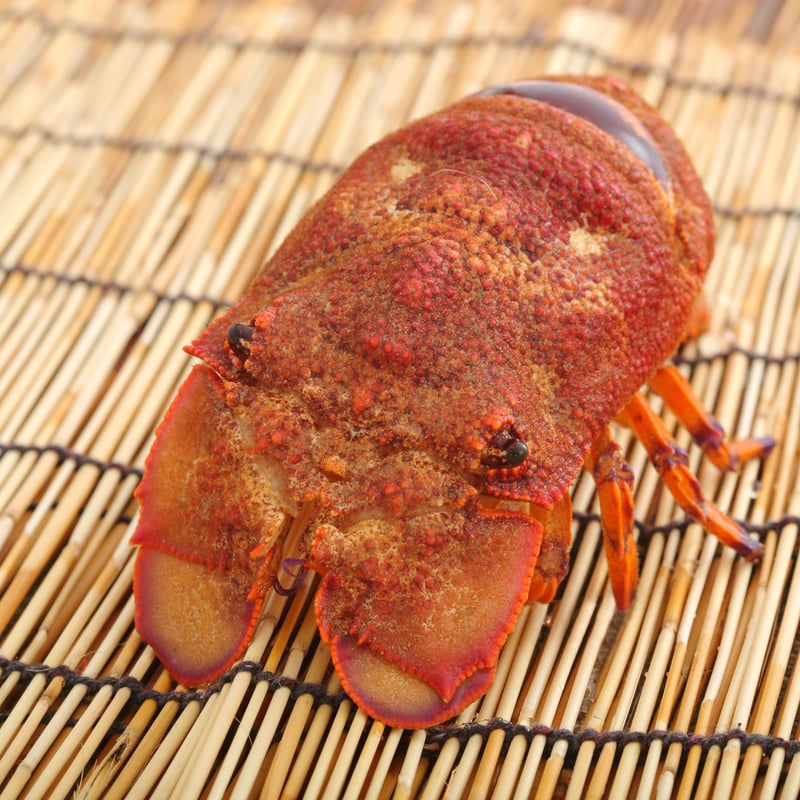 活きた最高級海老 セミエビ 500g | 蝉海老