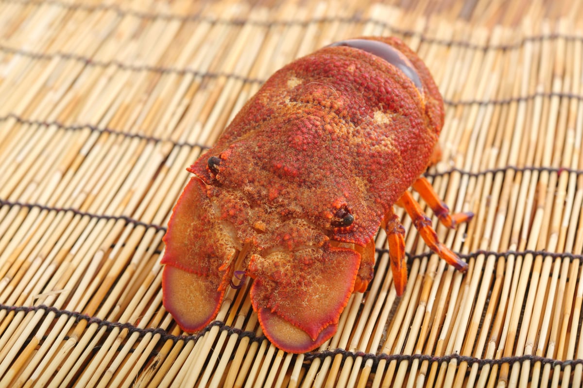 活きた最高級海老 セミエビ 500g | 蝉海老