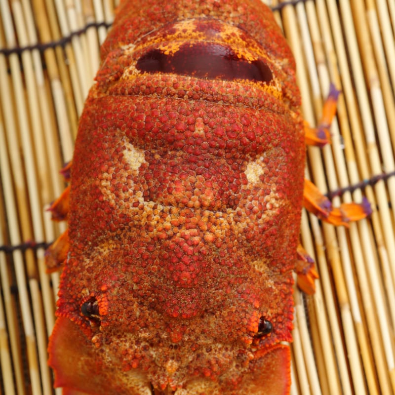 活きた最高級海老 セミエビ 500g | 蝉海老