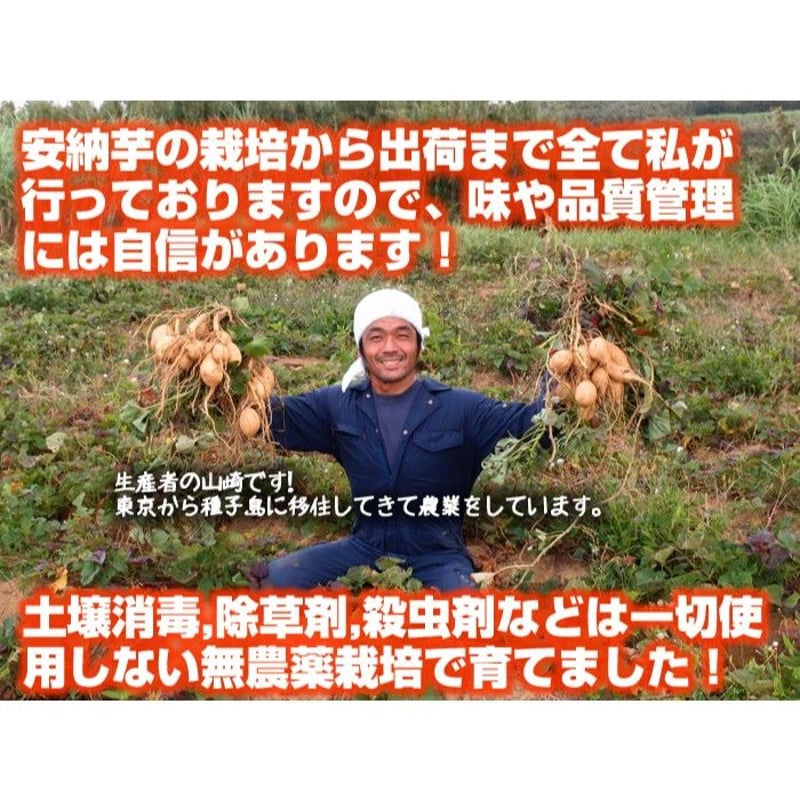 真由美　種子島産安納芋B品Mサイズ20キロ 農薬栽培期間中不使用ワケアリ 送料無料！！無農薬・種子島産安納芋SSサイズ5kg 無化学肥料栽培