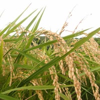 令和5年度 種子島産 新米5kg　コシヒカリ玄米 送料無料 無化学肥料栽培　自然乾燥天日干し