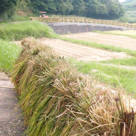 令和5年度 種子島産 新米5kg　コシヒカリ白米 送料無料 無化学肥料栽培　自然乾燥天日干し