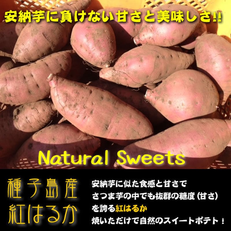 種子島産安納芋　さつまいも　2S~Sサイズ10kg 栽培期間中農薬不使用