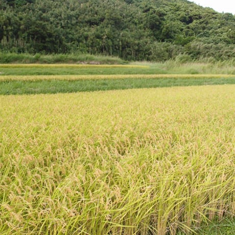 令和5年度 種子島産 新米5kg　コシヒカリ白米 送料無料 無化学肥料栽培　自然乾燥天日干し