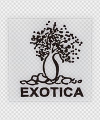 EXOTICA  転写ステッカー