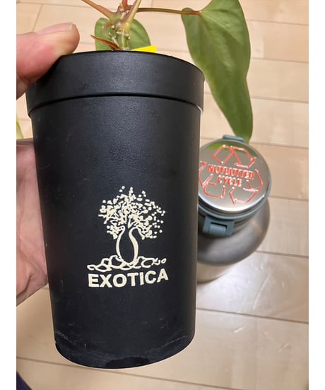 EXOTICA  転写ステッカー