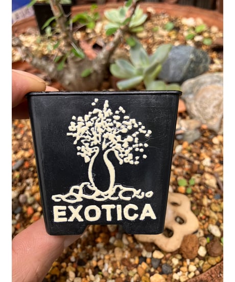 EXOTICA  転写ステッカー