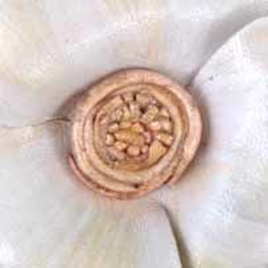 5455163a3cd4821872003296