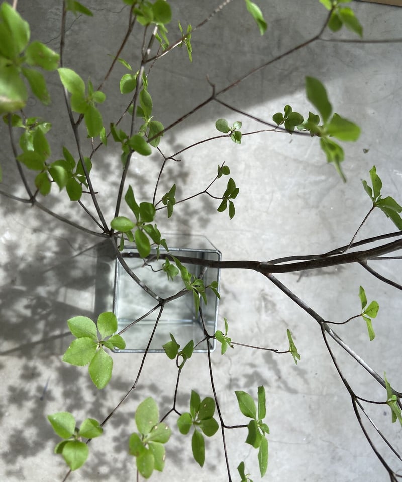 FLOWER VASE -LL- 枝物・長物大型花器 / H30cm | doro ONLIN
