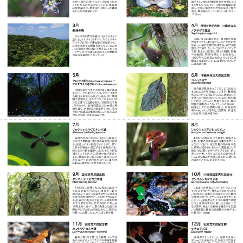 自然と野生ラン　30冊 自然と野生ラン 30冊