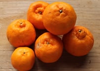 無農薬・無化学肥料のポンカン