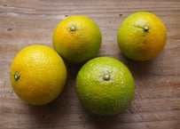 無農薬・無化学肥料のスイートスプリング（5kg）