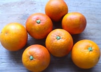 無農薬・無化学肥料のブラッドオレンジ【タロッコ】（3kg）