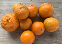 〈ワケあり〉無農薬・無化学肥料のタンカン（5kg）