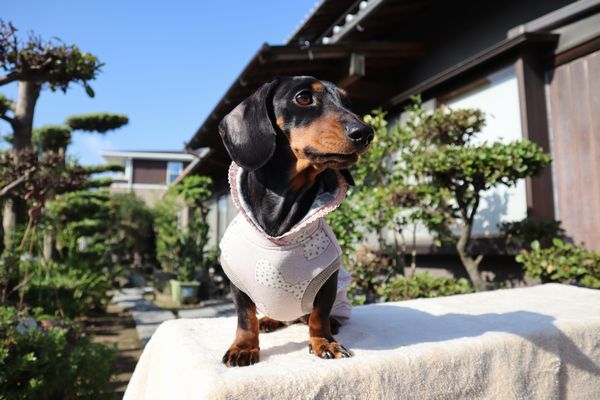 カバーオール DMSサイズ | *techichi*