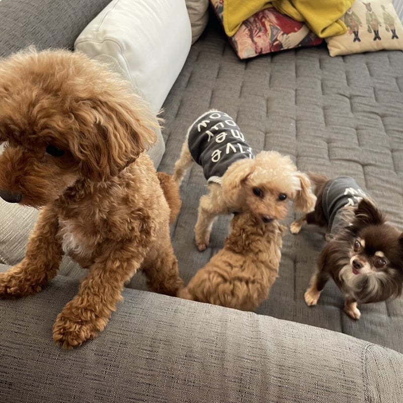 chelmico 犬チーム　フーディ chelmico 犬チーム フーディ colorful dog cardigan🎨🐶🦴