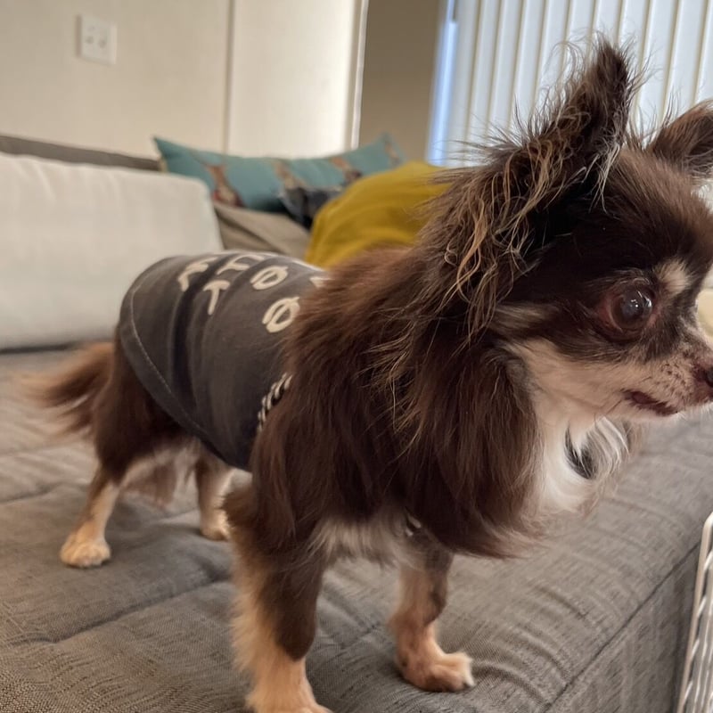 キャミソール S | *techichi*