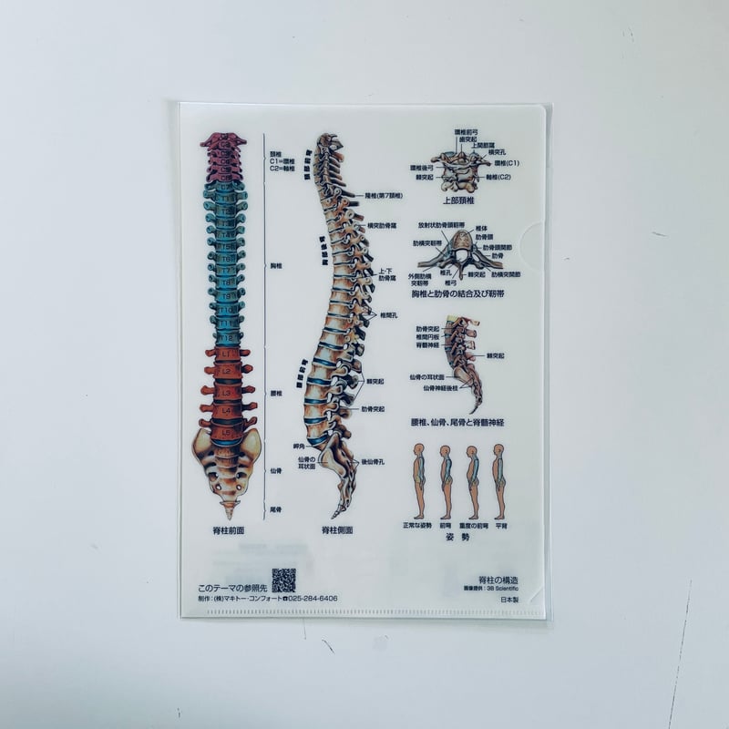 マキトー・コンフォート ／ クリアファイル人体 5枚セット | はちみせ