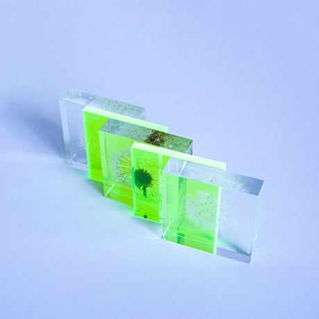 Sola cube Slice ｜Dandelion