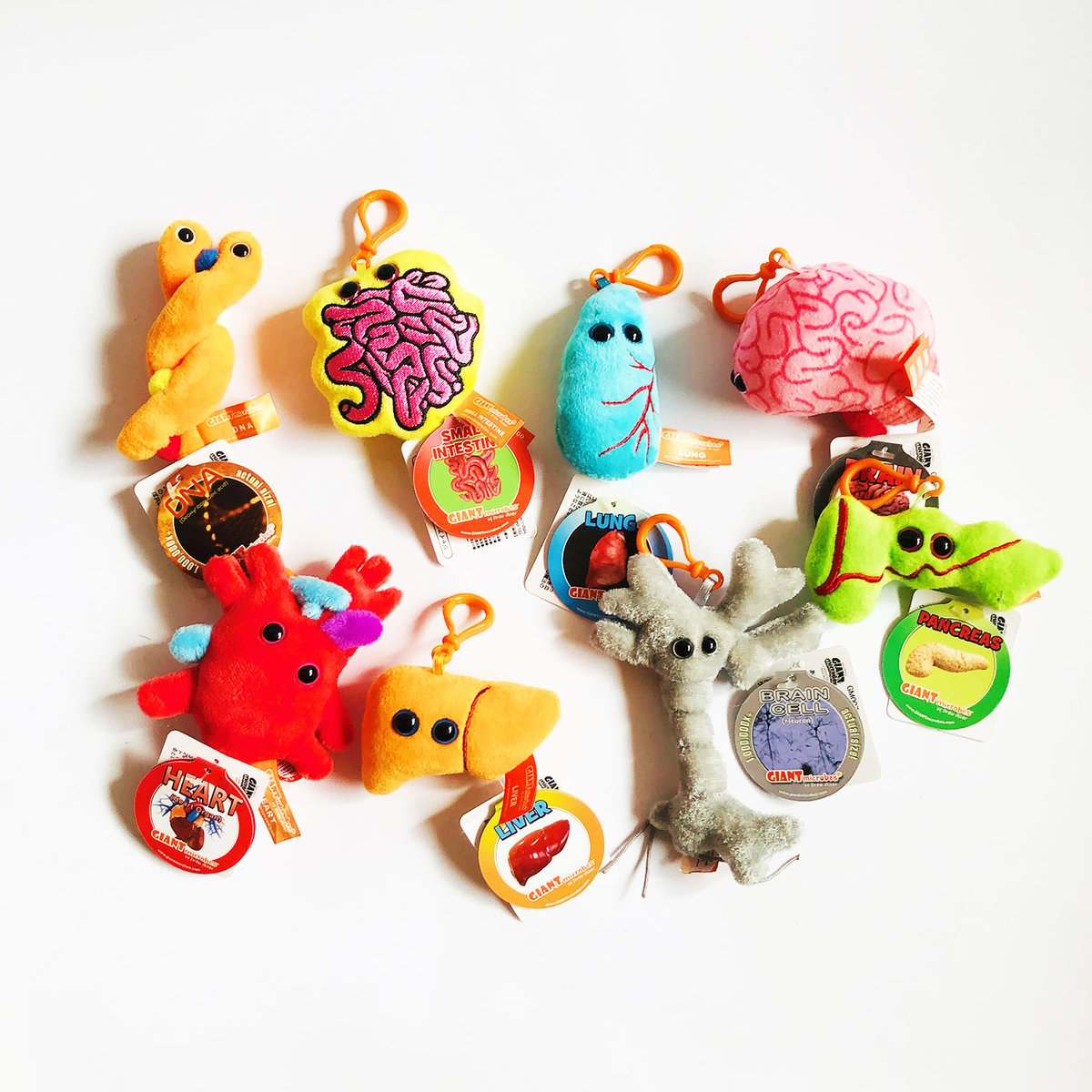 キーチェーン 人体 4-Type ｜GIANTmicrobes | はちみせ （83）