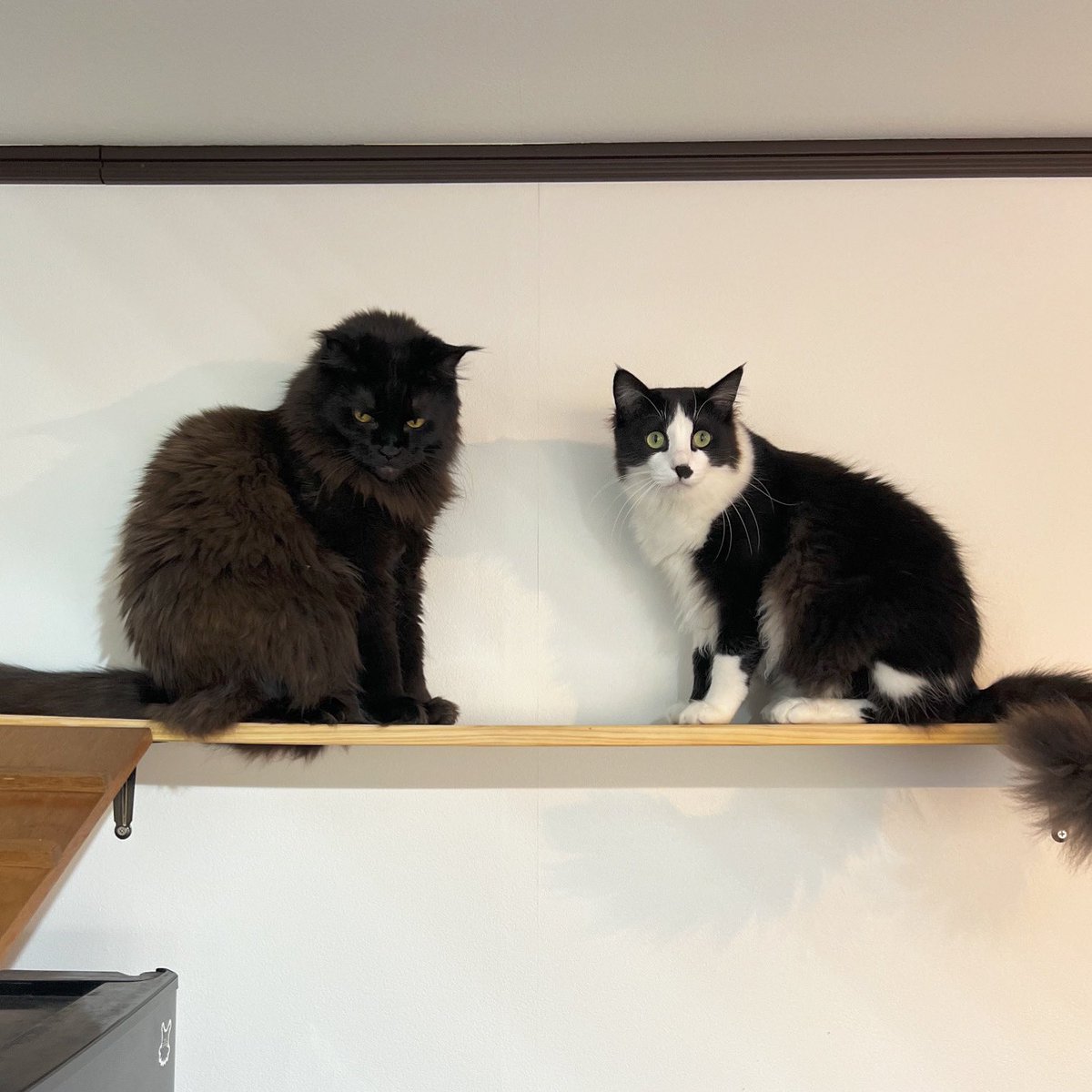 山中正大 ／ ねこ手ぬぐい2024 [スキスキヤミー] | はちみせ （83）