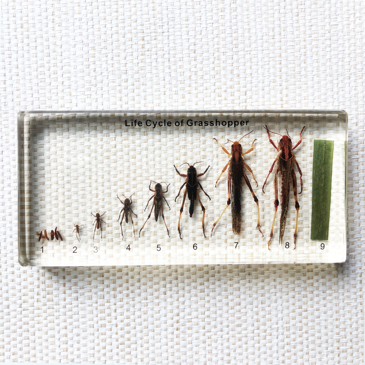 ぱったパッタページ マキトー・コンフォートGrasshopper Life Cycle Specimen バッタ