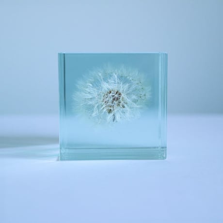 Sola cube Slice ｜Dandelion