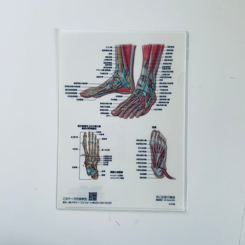 マキトー・コンフォート ／ クリアファイル人体 5枚セット