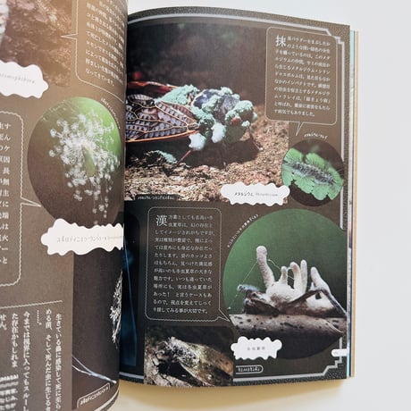 沙東すず／昆虫大学シラバス 望郷編 vol.3