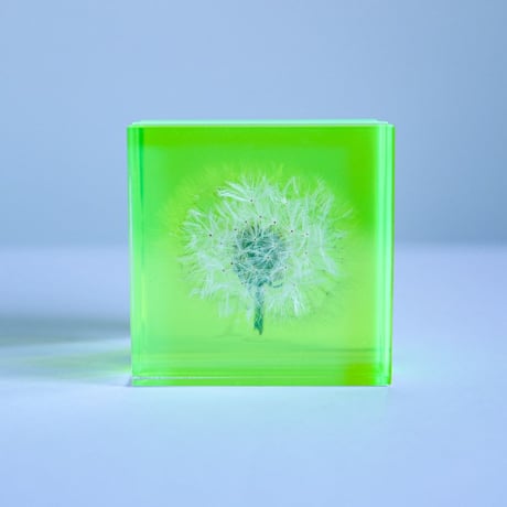 Sola cube Slice ｜Dandelion