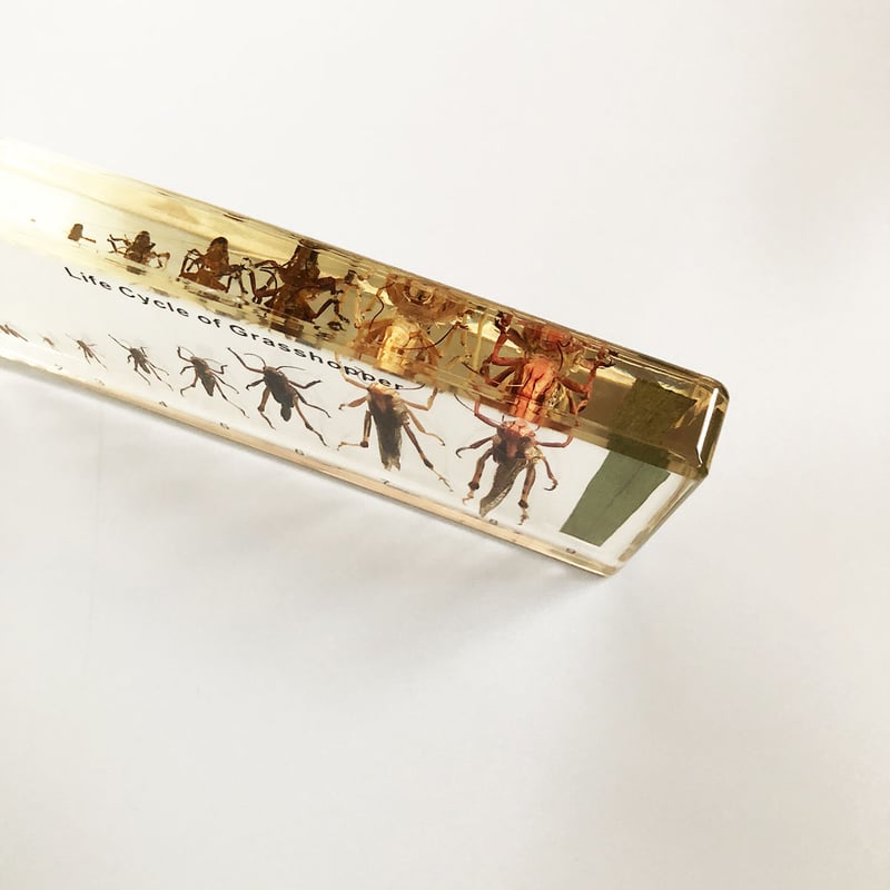 マキトー・コンフォートGrasshopper Life Cycle Specimen バッタ