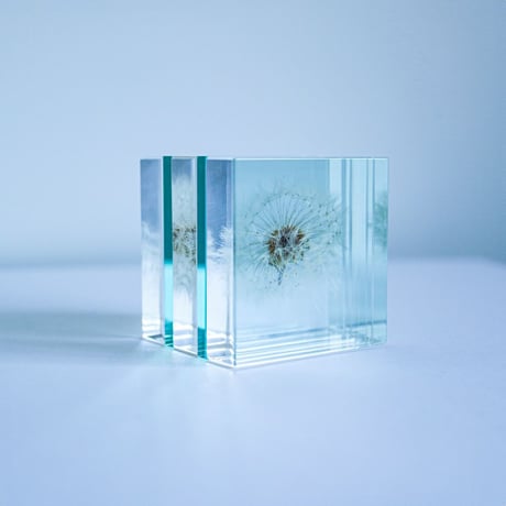 Sola cube Slice ｜Dandelion