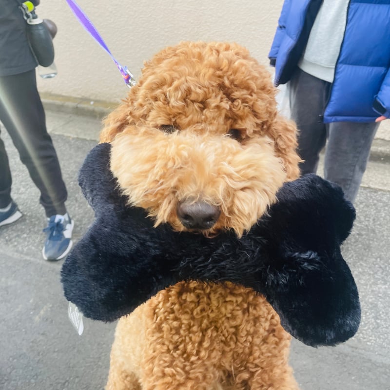 ぬいぐるみ Bite Me ボーン [ FuzzYard ] | はちみせ （83）