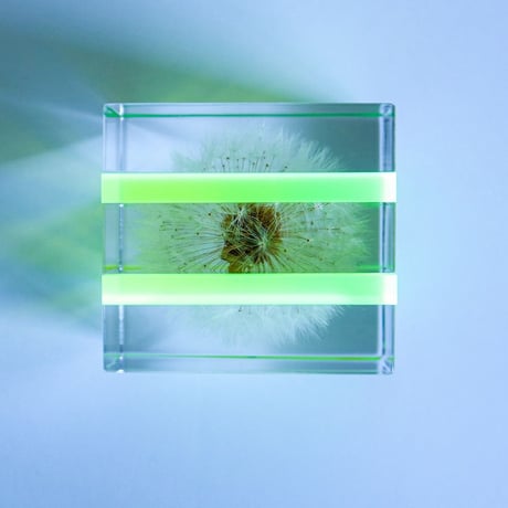 Sola cube Slice ｜Dandelion