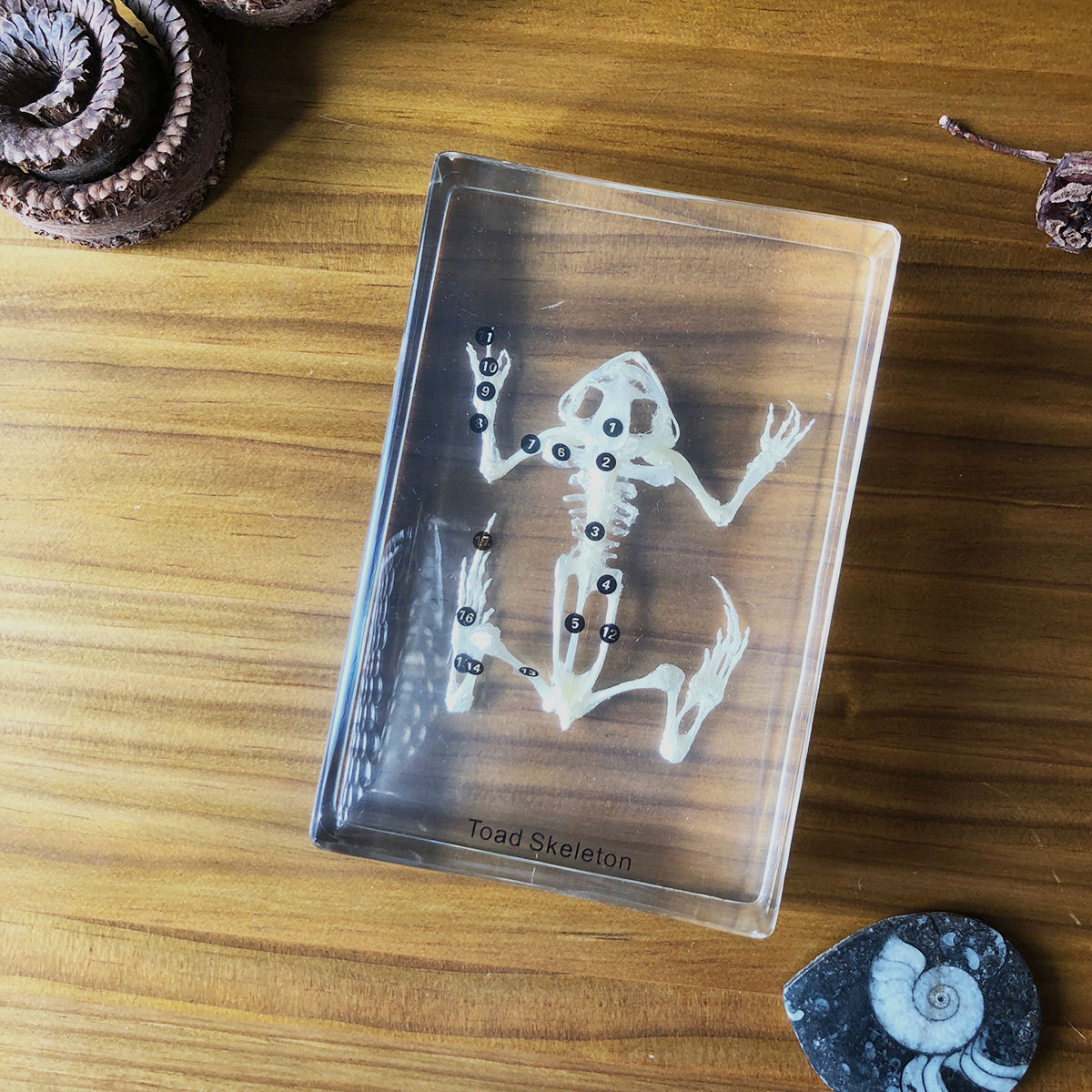 B級品 ヌマガエル（Cricket Frog）の骨格標本 【公式通販】