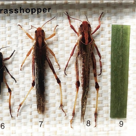 マキトー･コンフォートGrasshopper Life Cycle Specimen バッタ標本