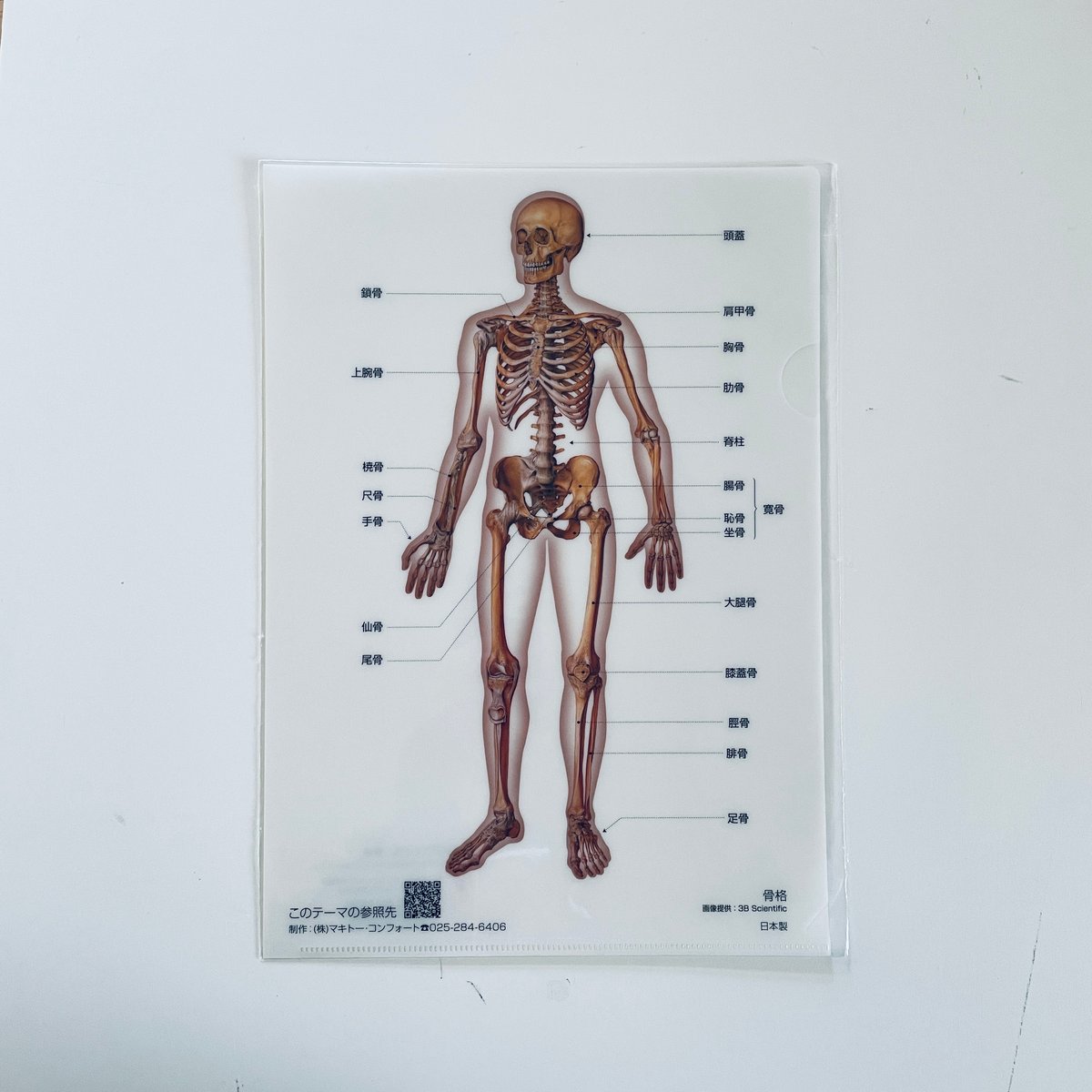 マキトー・コンフォート ／ クリアファイル人体 5枚セット | はちみせ