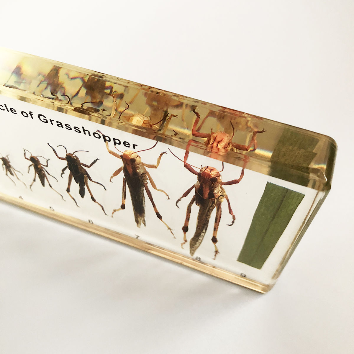ぱったパッタページ マキトー・コンフォートGrasshopper Life Cycle Specimen バッタ