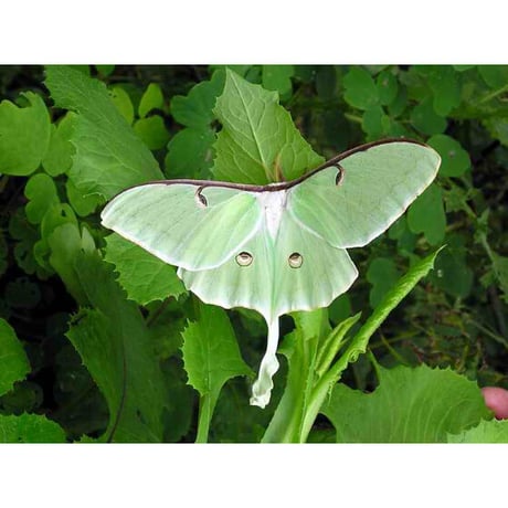 Moth  蛾ピアス