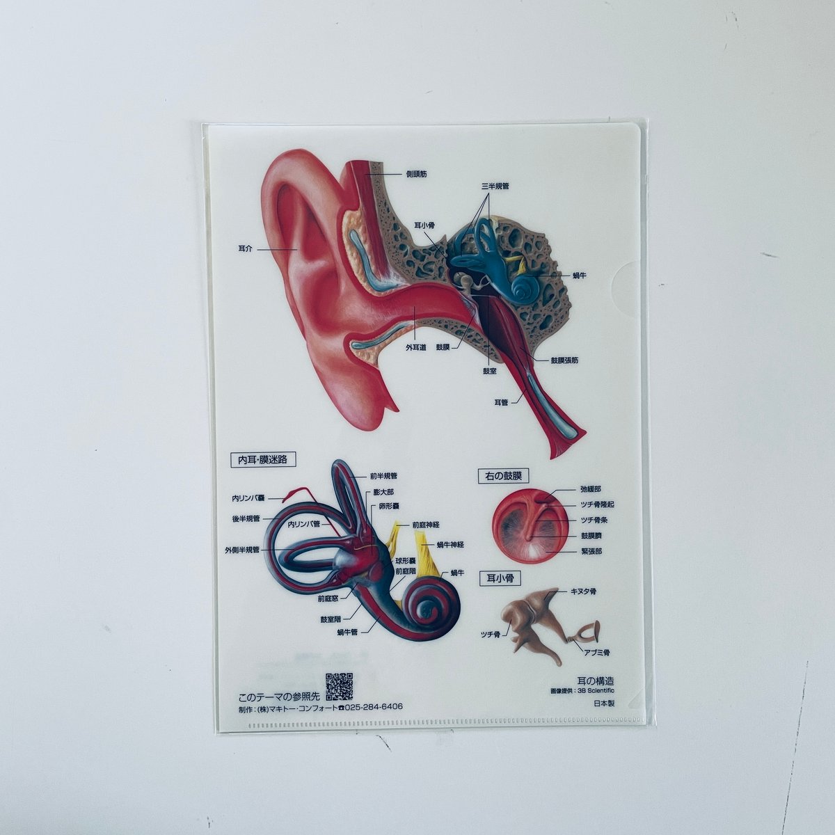 マキトー・コンフォート ／ クリアファイル人体 5枚セット | はちみせ