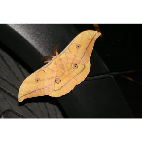 Moth  蛾ピアス