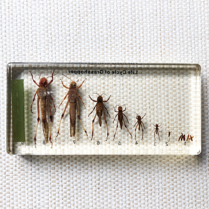 マキトー・コンフォートGrasshopper Life Cycle Specimen バッタ