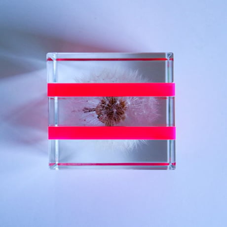 Sola cube Slice ｜Dandelion