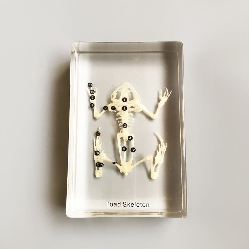 ウシガエル 骨格標本 815xiGId3PS._AC_UF350,