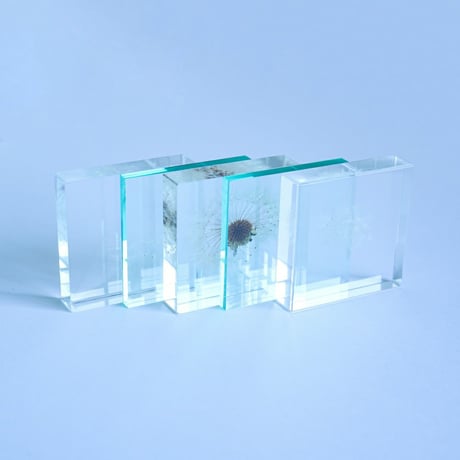 Sola cube Slice ｜Dandelion