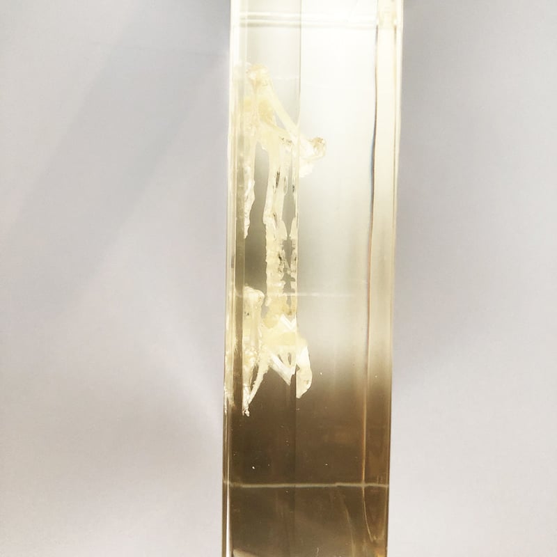 マキトー・コンフォートFrog Skeleton カエル骨格標本 | はち