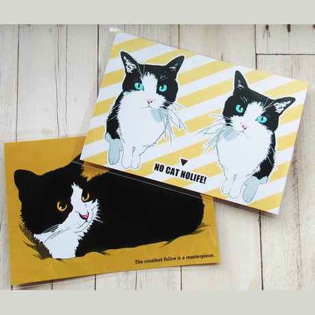 はちわれ猫 | STORES