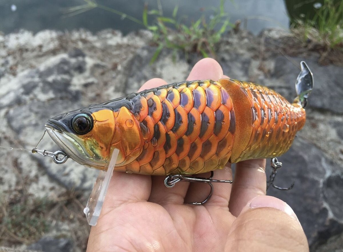 AROWANIA-アロワナグラフィック bayside.aqua #神奈川県 #戸塚 #日本最大級大型魚専門店