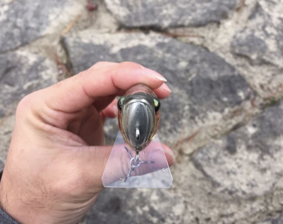 AROWANA（アロワナ） | soradesign